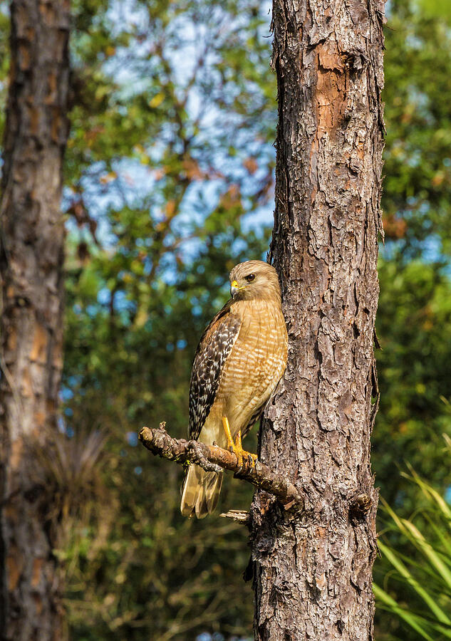 Hawk Photograph - A Perched Red-shouldered Hawk In South by Larry Richardson