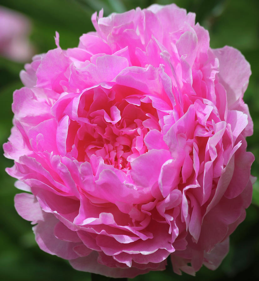 A Perfect Pink Peony In A Garden, Genus Paeonia Photograph