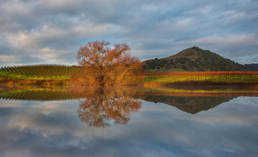 Napa Photograph - A Perfect Reflection In Napa Valley by Dianne Mao