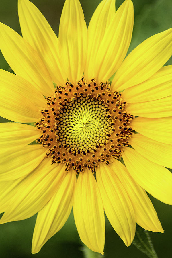 A Perfect Sunflower Photograph by Don Johnson