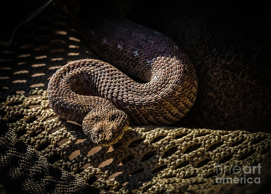 A peringueys adder in a hat, Namibia Photograph by Lyl Dil Creations