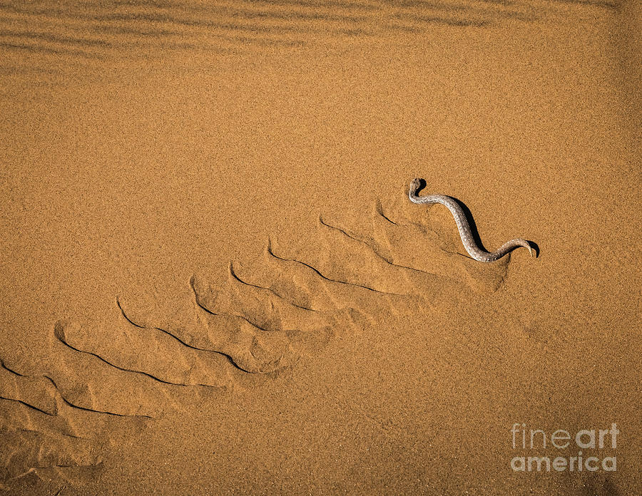 A peringueys adder / sidewinder, Namibia Photograph by Lyl Dil Creations