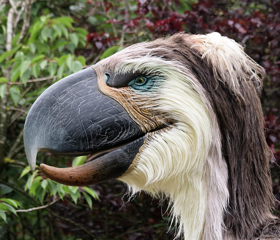 A Phorusrhacos Or Terror Bird, Chester Zoo, Cheshire 
