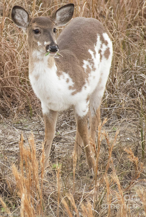 A Piebald Deer Photograph by David Taylor