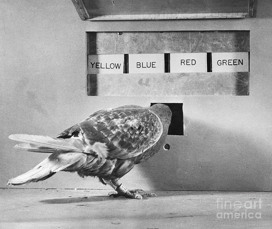 A Pigeon Involved In A Psychological Photograph by Bettmann