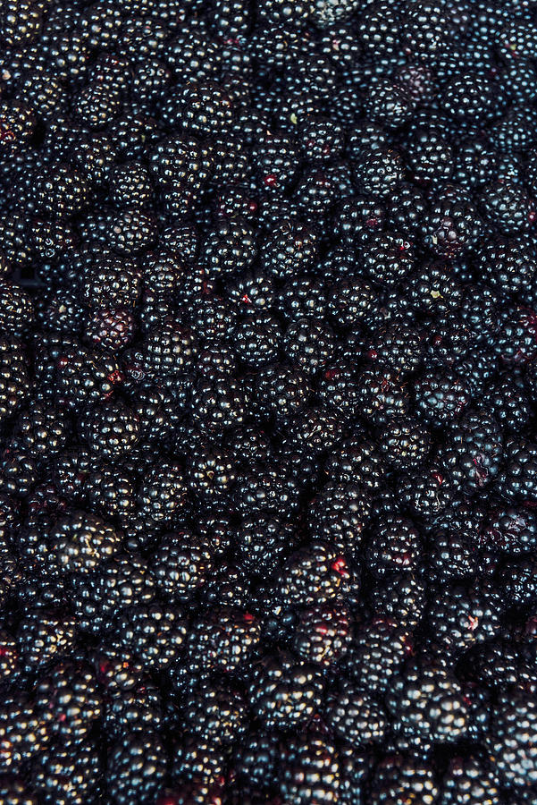 A Pile Of Fresh Blackberries Photograph by Visnja Sesum