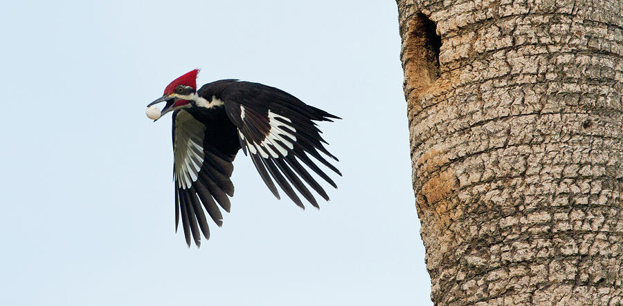 Pileated Woodpecker Photograph - A Pileated Woodpecker Flying by James Urbach