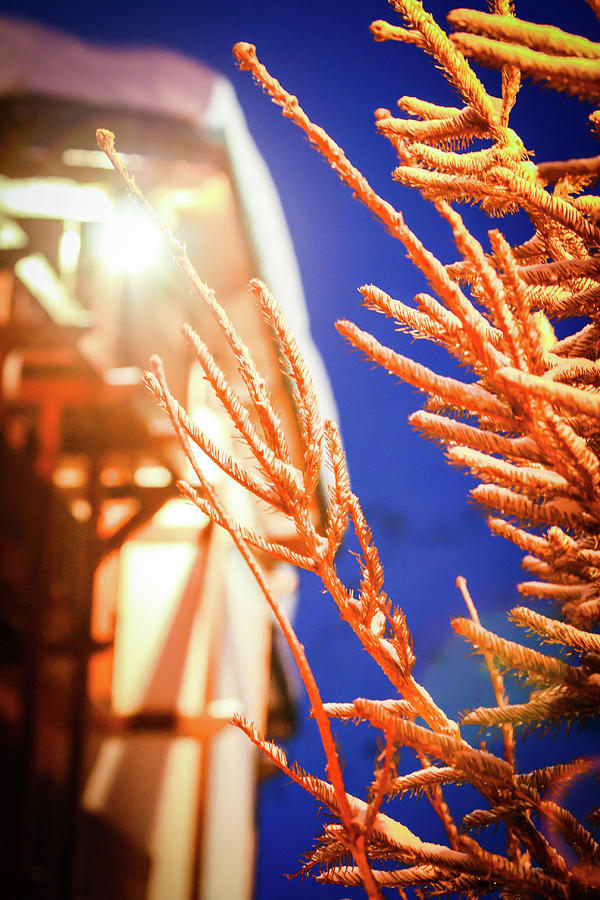 a pine tree in front of a cabin chalet at night by Kim Vermaat a pine tree in front of a cabin chalet at night by Kim Vermaat