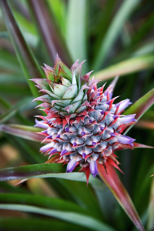 A Pineapple Flower On A Plant thailand Photograph by Michael Wissing