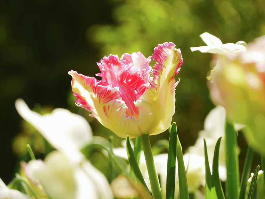 Flower Photograph - A Pink And White Parrot Tulip by Brigitte Niemela