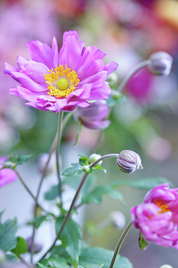 Flower Photograph - A Pink Anemone Flower In A Meadow by Angelica Linnhoff