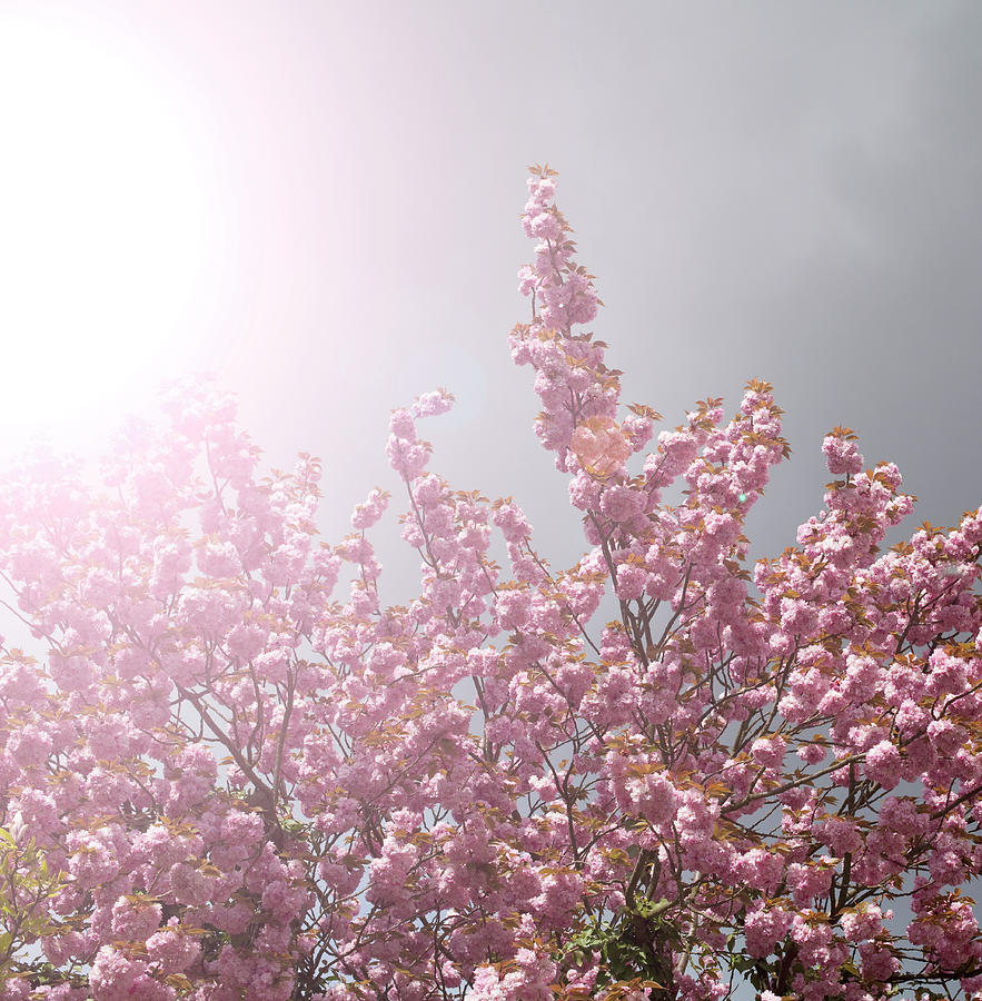 A Pink Blossoming Tree In A Fuzzy Light Photograph by Frank Rothe