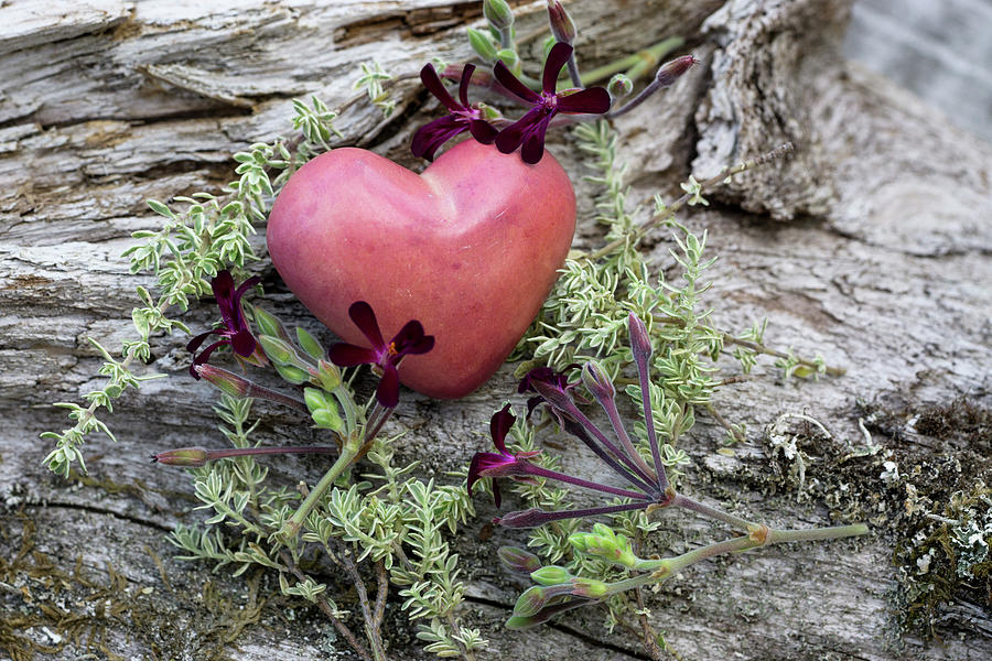 A Pink Decorative Heart With Herbs On A Piece Of Wood Photograph by Martina Schindler