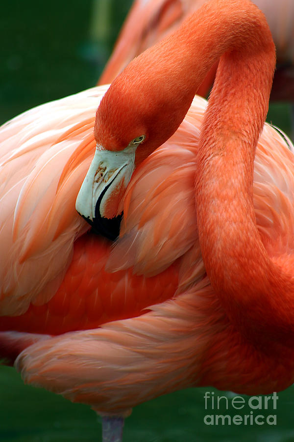 Winged Photograph - A Pink Flamingo Grooming Herself At Sea by Bo Vilmos Widerberg Winged Photograph - A Pink Flamingo Grooming Herself At Sea by Bo Vilmos Widerberg