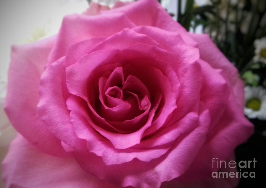 A Pink Full Rose Photograph by Joan-Violet Stretch