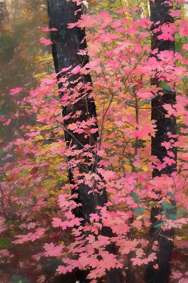 A Pink Maple Fall  Photograph by Saija Lehtonen