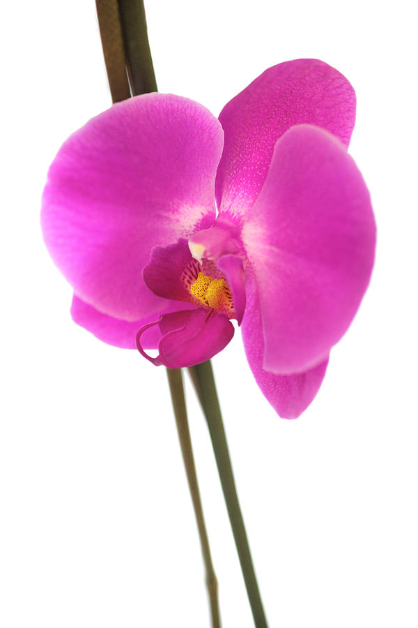 A Pink Moth Orchid Against A White Photograph by Richard Boll