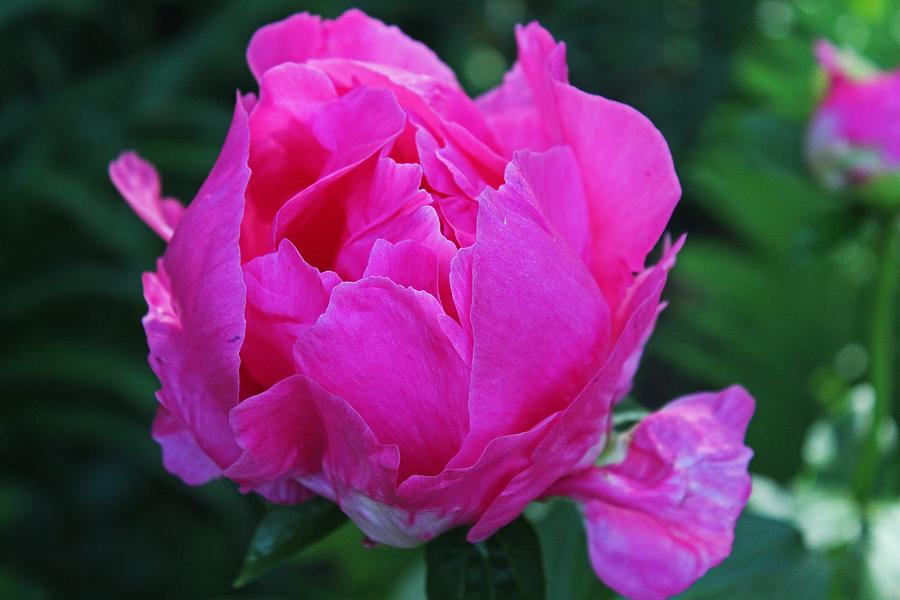 A Pink Peony Photograph by Michiale Schneider