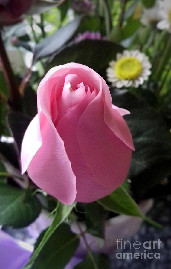 A Pink Rosebud Photograph by Joan-Violet Stretch