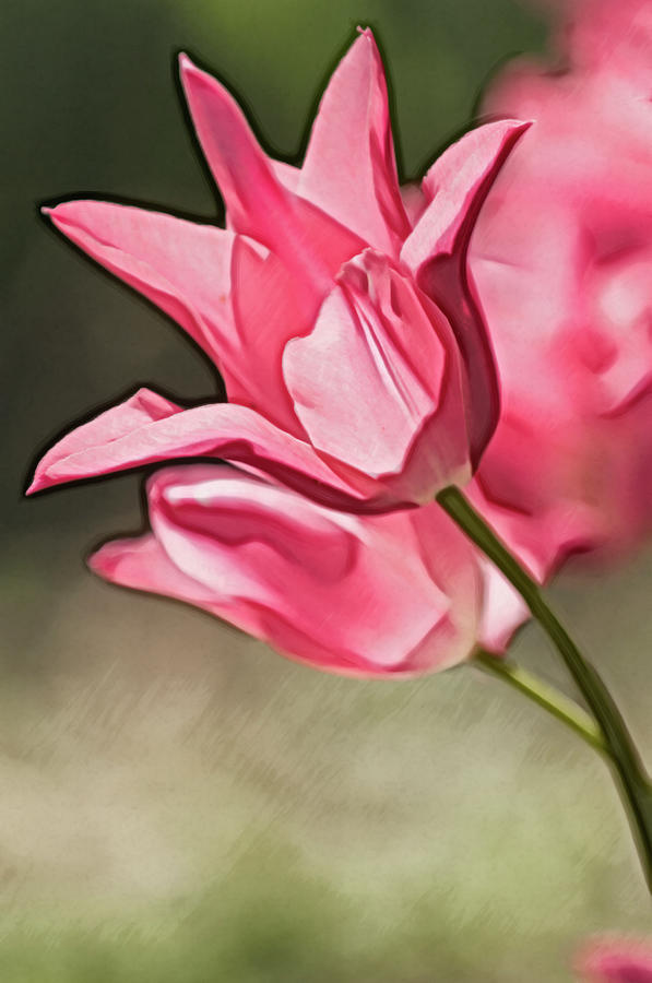 A Pink Tulip Flower Reaching Out Photograph by Maria Mosolova