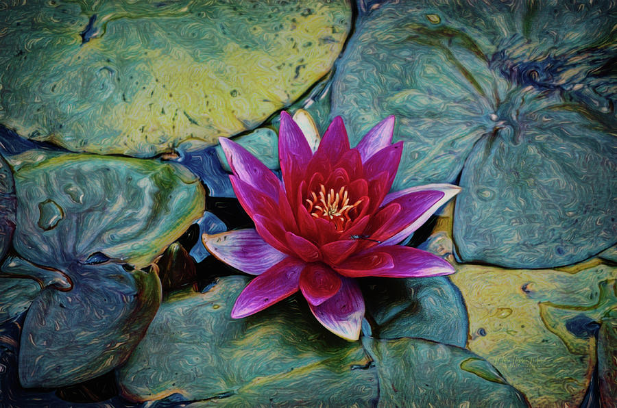 A Pink Water Lily In A Pond Photograph by Maria Angelica Maira