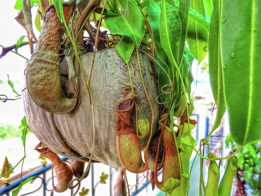 A pitcher plant on our terrace in Thailand Photograph by Jeremy Holton