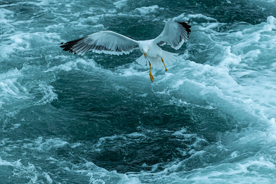 Seagull Photograph - A Place To Land by Levy Davish