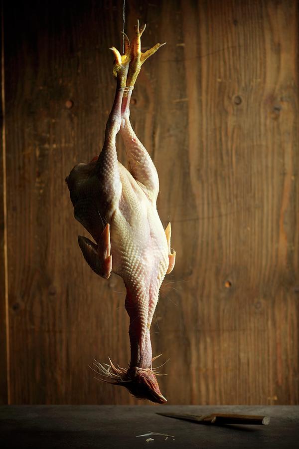 Chicken Photograph - A Plucked Capon, Hung Up by Schmid, Ulrike