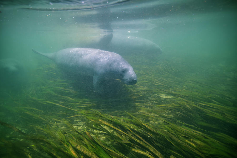 A Pod Of Manatees Swim In Wakulla Springs, Florida, Usa Digital Art By ...