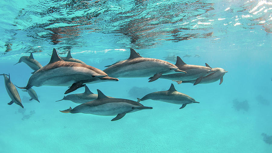 A Pod Of Spinner Dolphins Swimming Photograph By Stocktrek Images