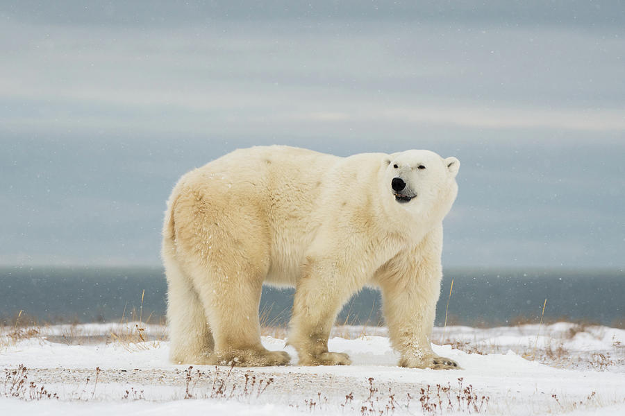 A Polar Bear Big Male Sniffing And The Hudson Bay Is His Background ...