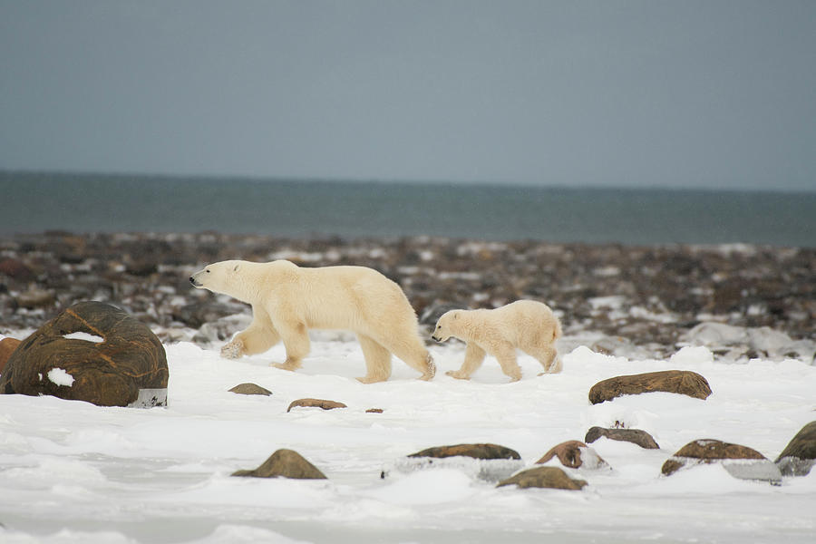 A Polar Bear Female And Cub Fleeing From A Male Bear On The Hudson Bay ...