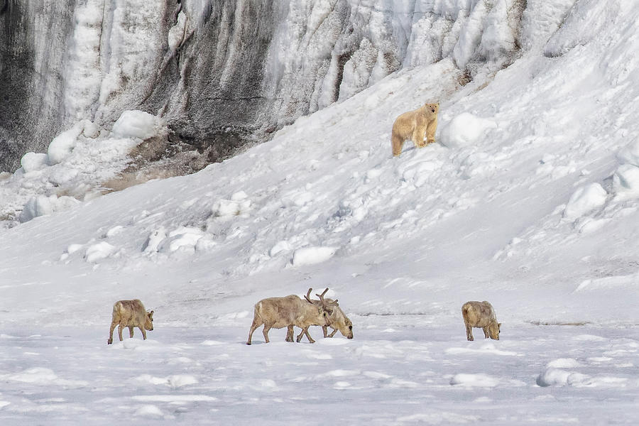 Wildlife Photograph - A Polar Bear Looking Down At Four Reindeer by Siyu And Wei Photography