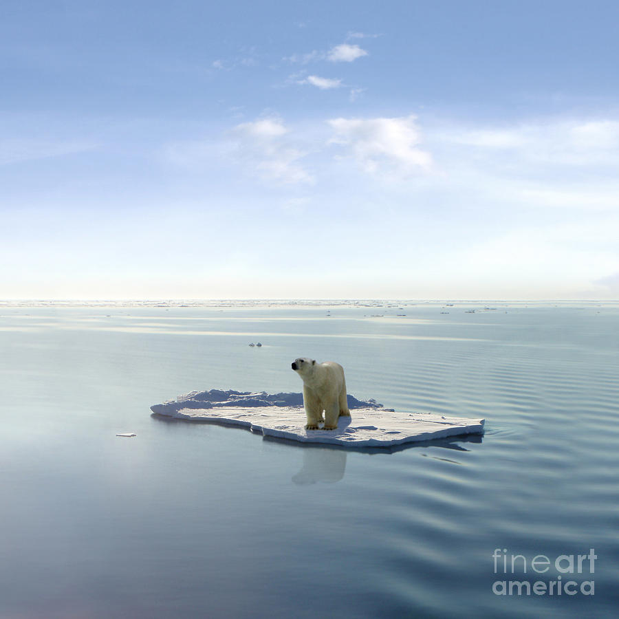 Polar Photograph - A Polar Bear Managed To Get On One by Jan Martin Will Polar Photograph - A Polar Bear Managed To Get On One by Jan Martin Will