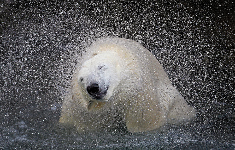 A Polar Bear Shakes off Water Photograph by Mathieu Belanger - Fine Art ...