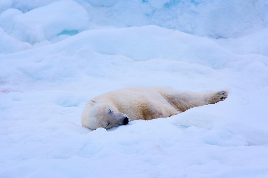 A Polar Bear Sleeps On A Bed Of Snow Photograph by Mint Images/ Art Wolfe