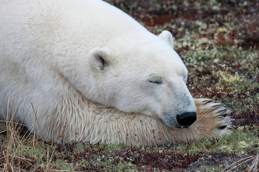 A Polar Bear Ursus Maritimus Sleeping Photograph by Keith Levit / Design Pics