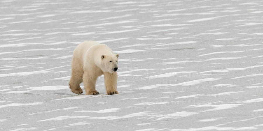 A Polar Bear Ursus Maritimus Walking On Photograph by Keith Levit / Design Pics
