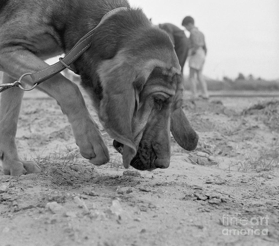 A Police Bloodhound Photograph by Bettmann