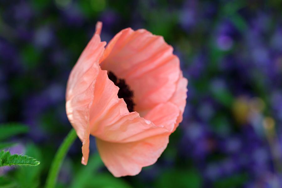 A Poppy Flower In The Garden Photograph by Lutt, Carine