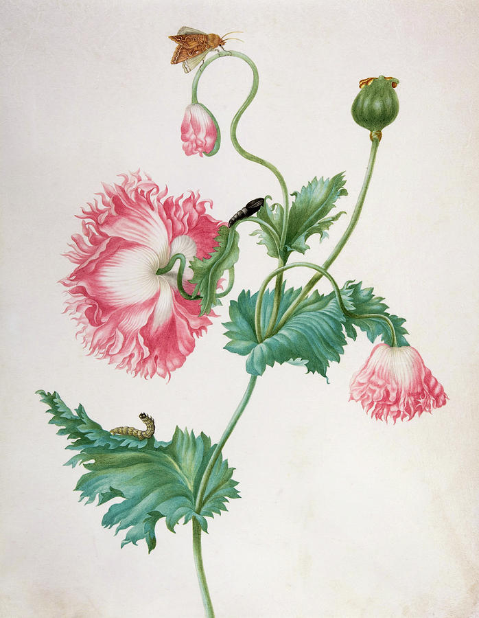 A Poppy in Three Stages of Flowering, with a Caterpillar, Pupa and Butterfly. Painting by Johanna Helena Graff
