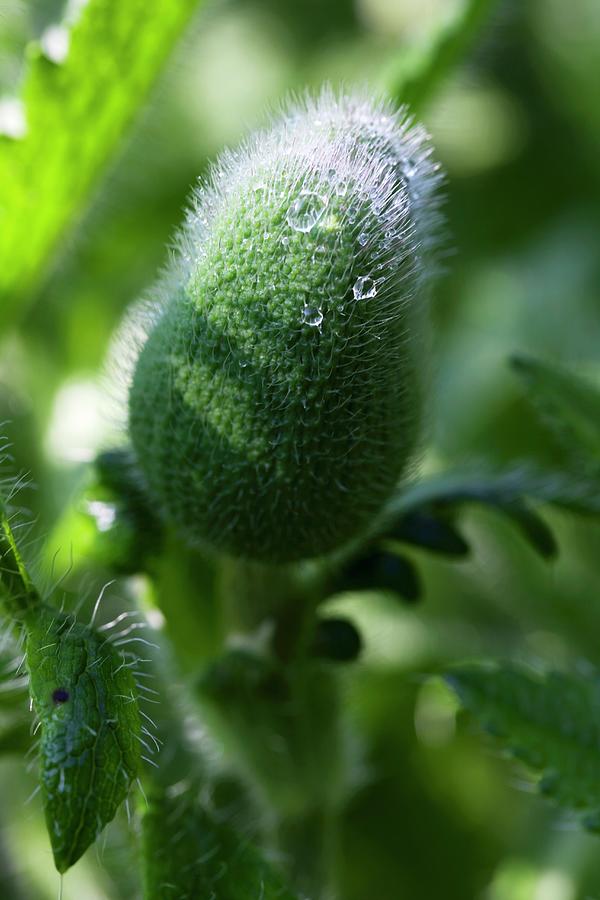 A Poppy Seed Head Photograph by Barbara Bonisolli