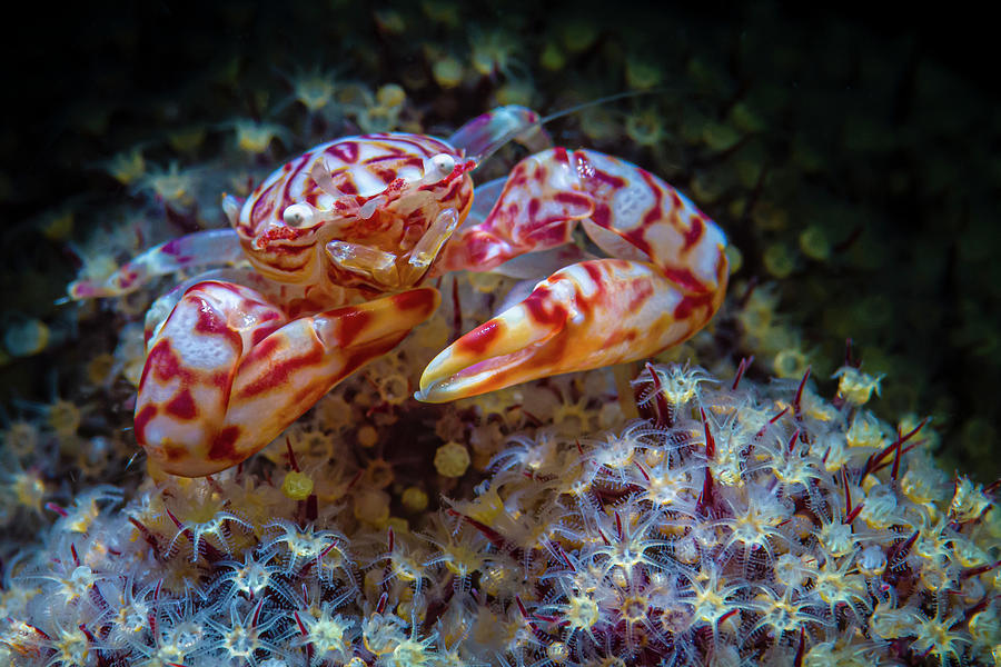 A Porcelain Crab Feeding On Soft Coral Photograph by Bruce Shafer