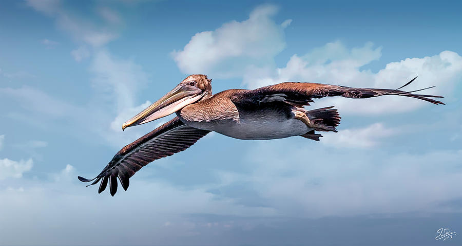 A Portrait Of A Brown Pelican Photograph by Endre Balogh