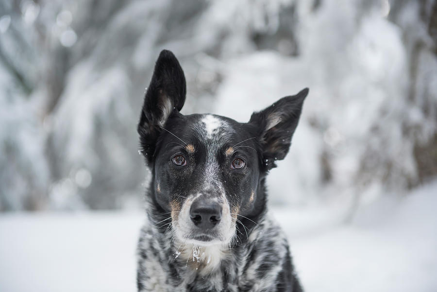 Portrait Photograph - A Portrait Of A Cattle Dog Outside In The Winter. by Cavan Images