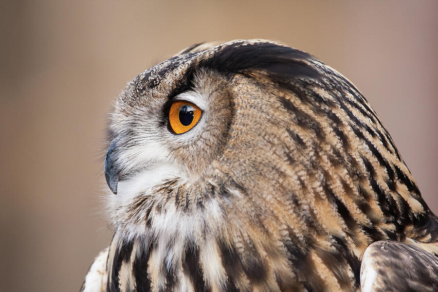 A Portrait Of A Eurasian Eagle Owl Photograph by Cavan Images - Fine ...