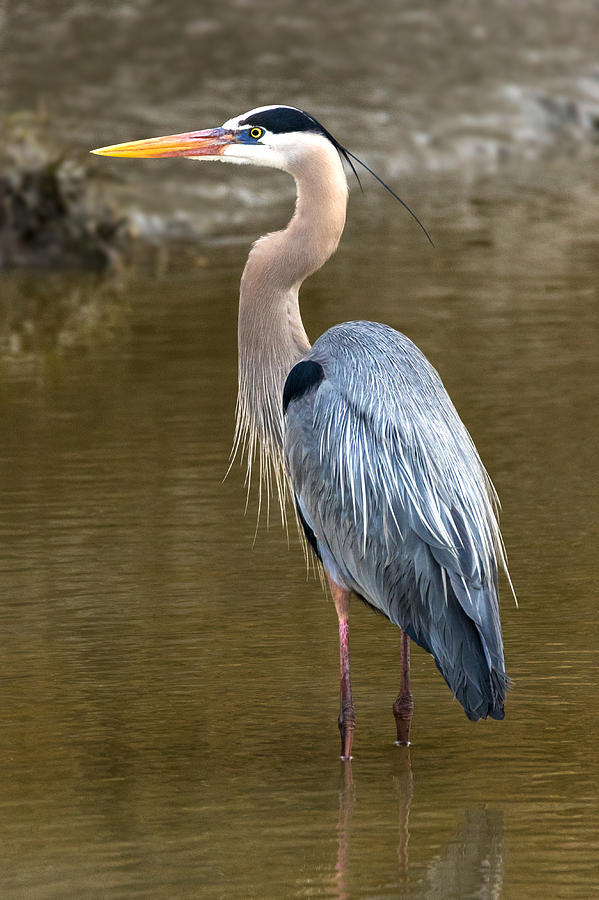 A Portrait of a Great Blue Heron Photograph by Jay Whipple