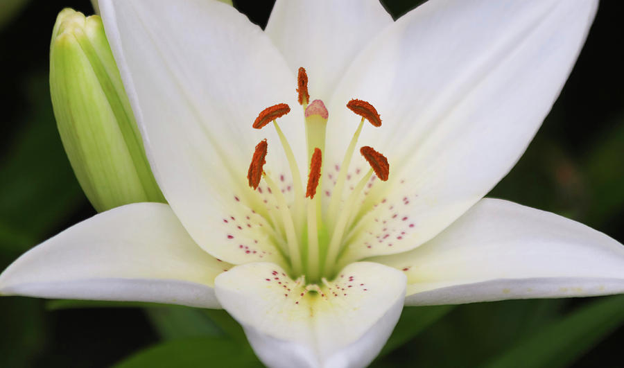 A Portrait of a White Lily Flower, Genus Lilium Photograph by Derrick ...