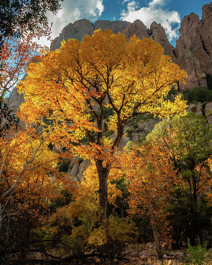 A Portrait of Fall by Dennis Swena A Portrait of Fall by Dennis Swena