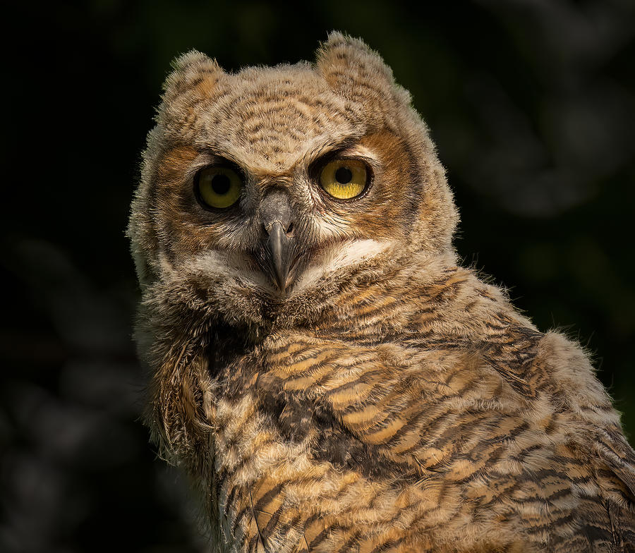 Nature Photograph - A Portrait Of Great Horn Owlet by Mike He